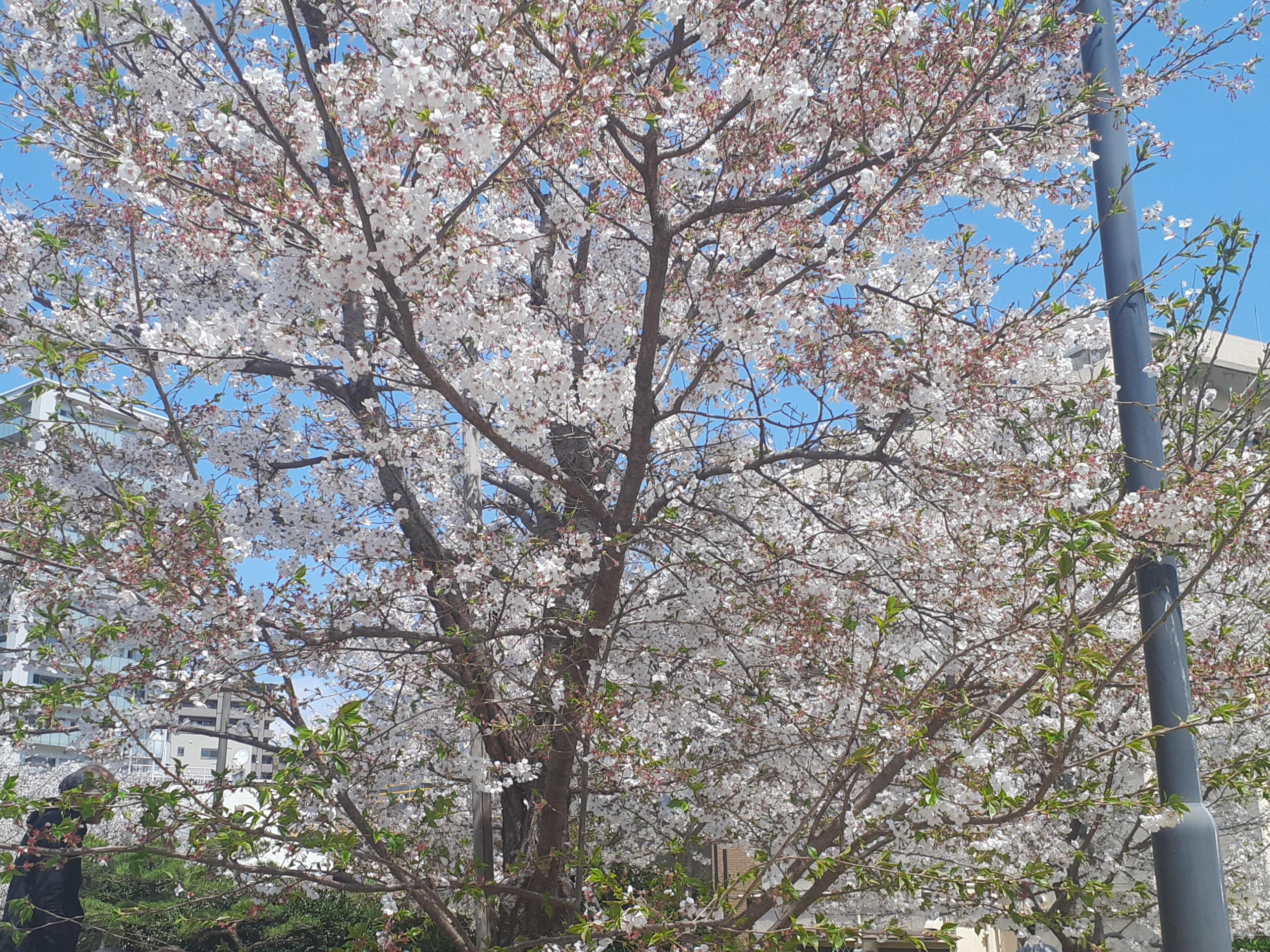 出勤中<img class="emojione" alt="✨" title=":sparkles:" src="https://fuzoku.jp/assets/img/emojione/2728.png"/>