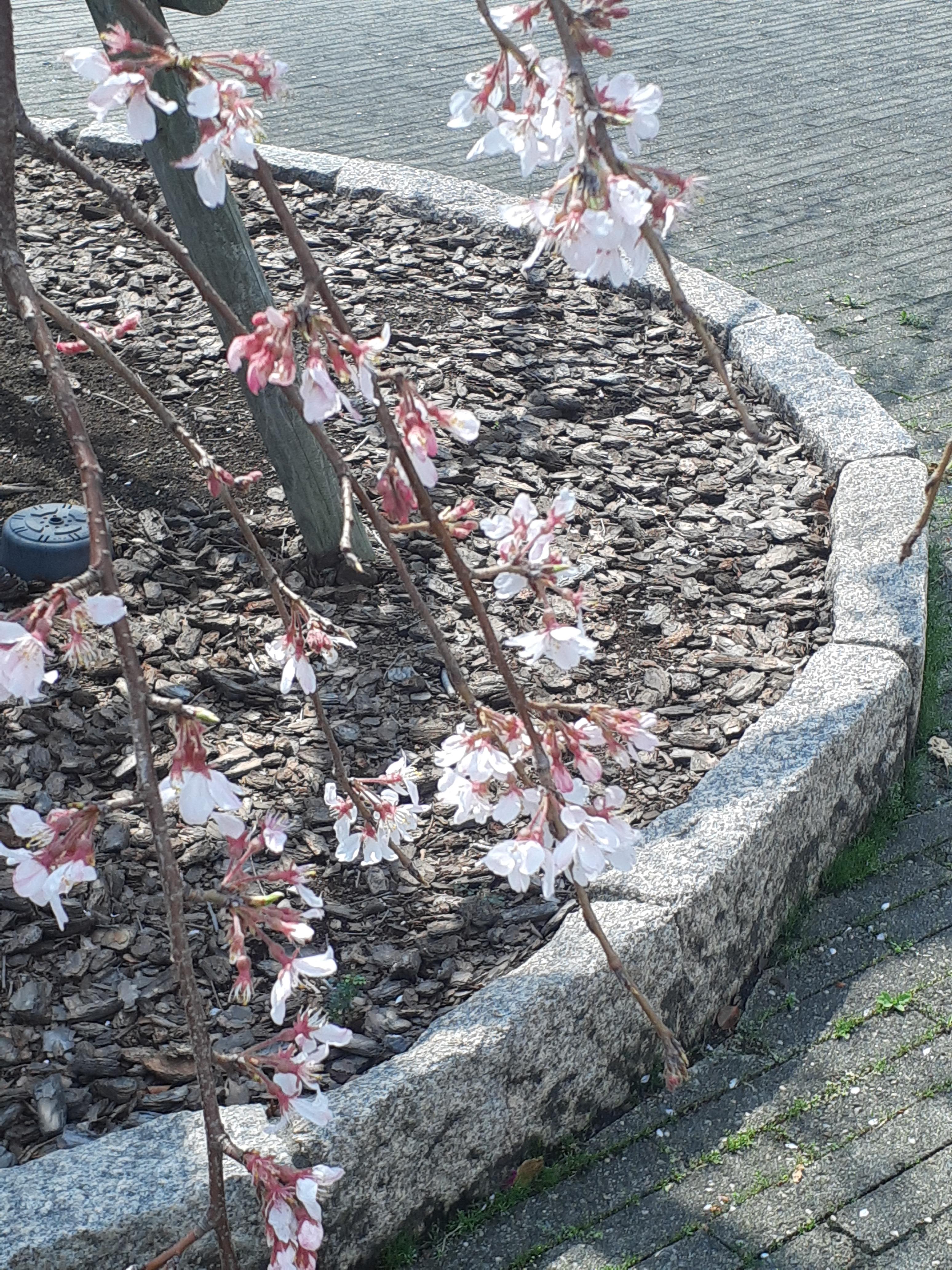 木曜日