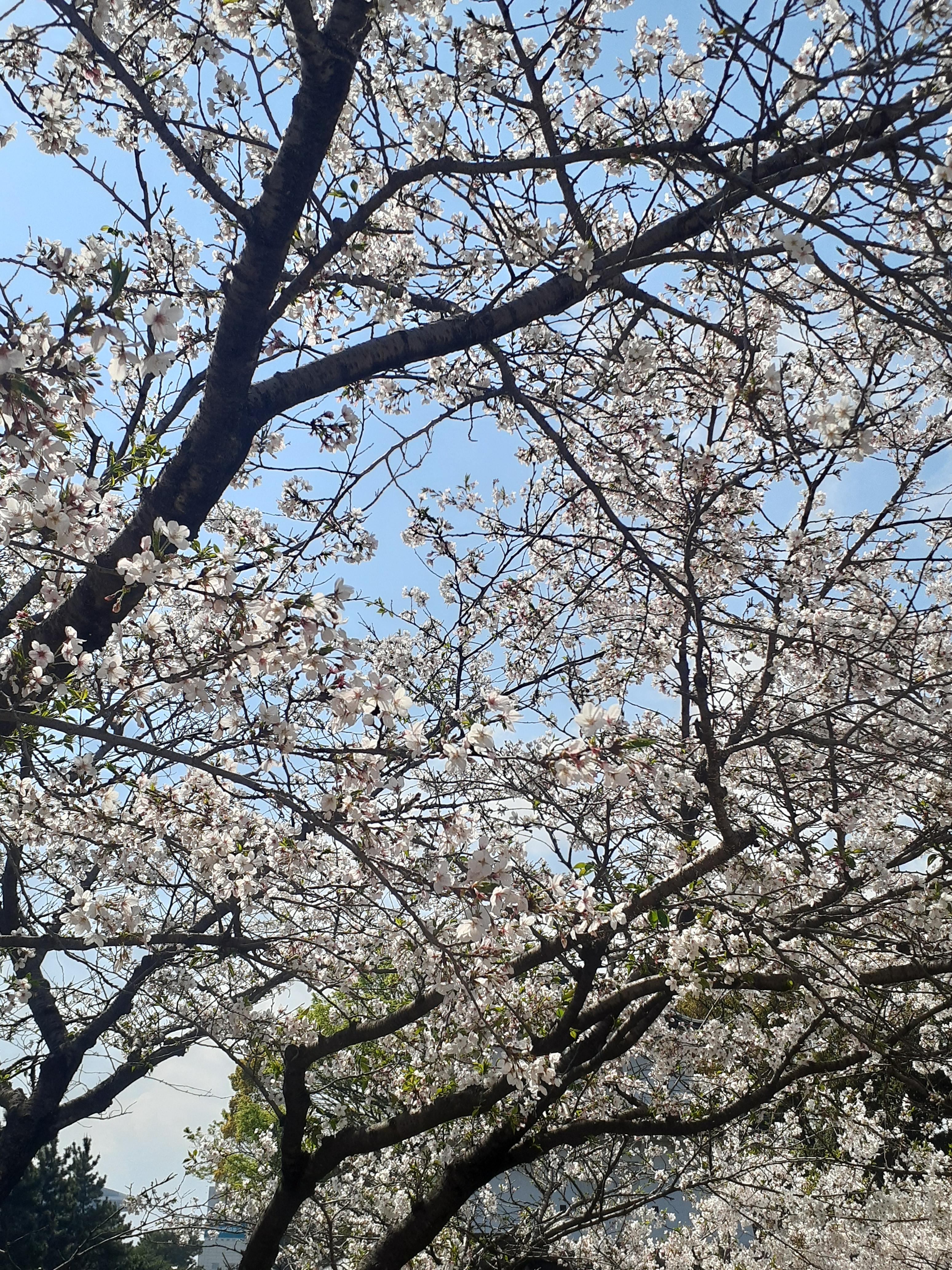 月曜日