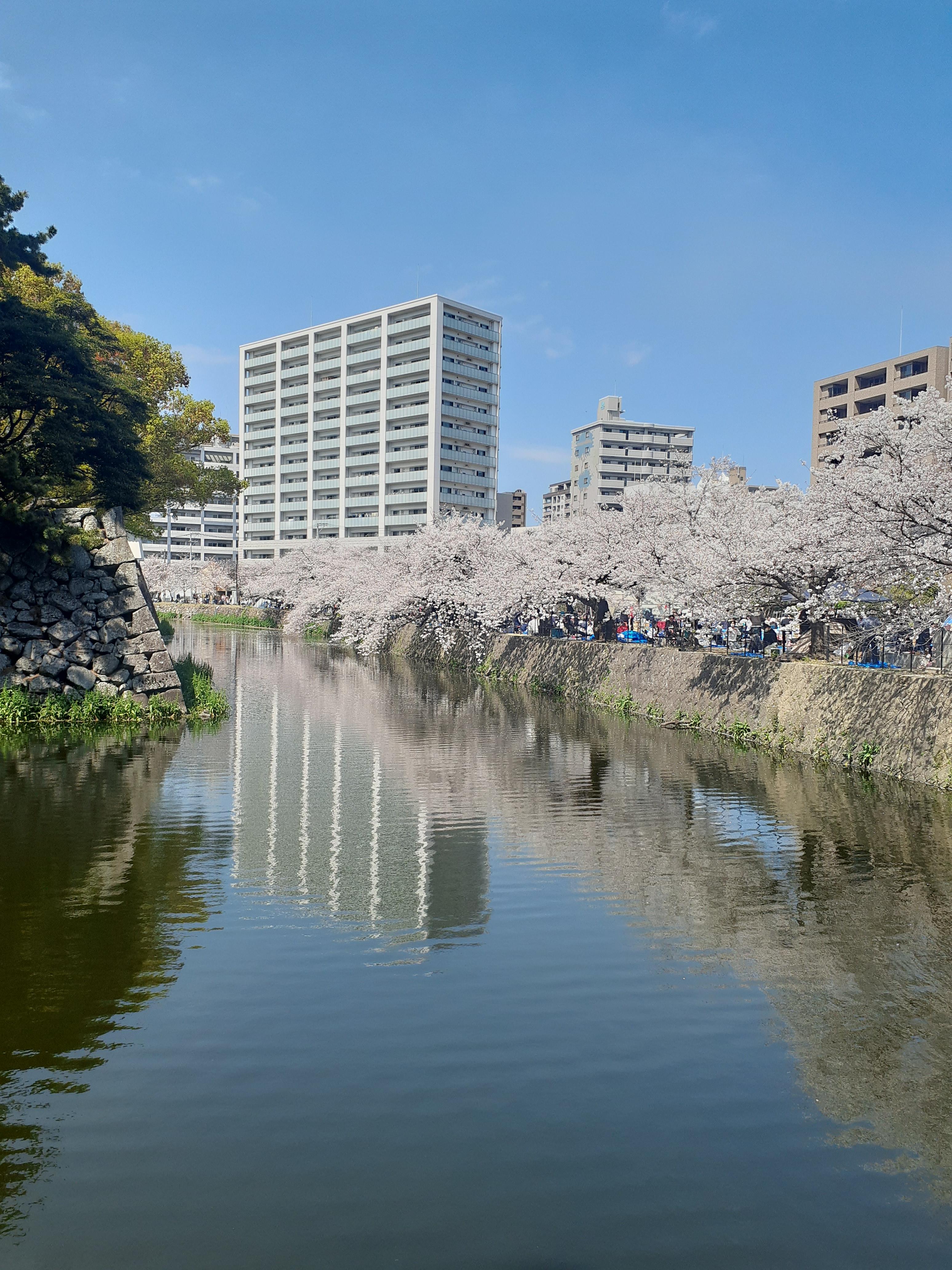 春ですね