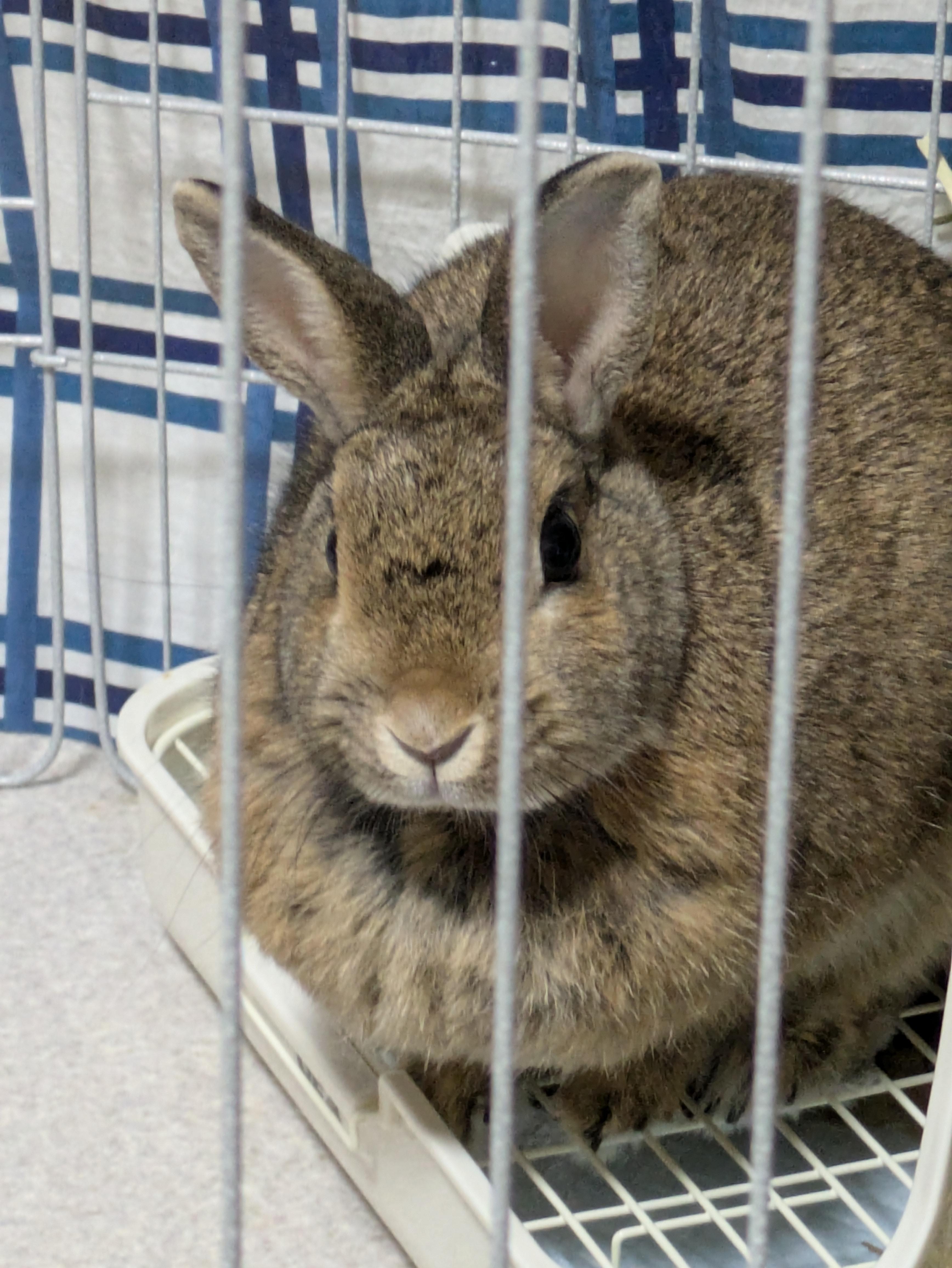 木曜日<img class="emojione" alt="🐇" title=":rabbit2:" src="https://fuzoku.jp/assets/img/emojione/1f407.png"/>