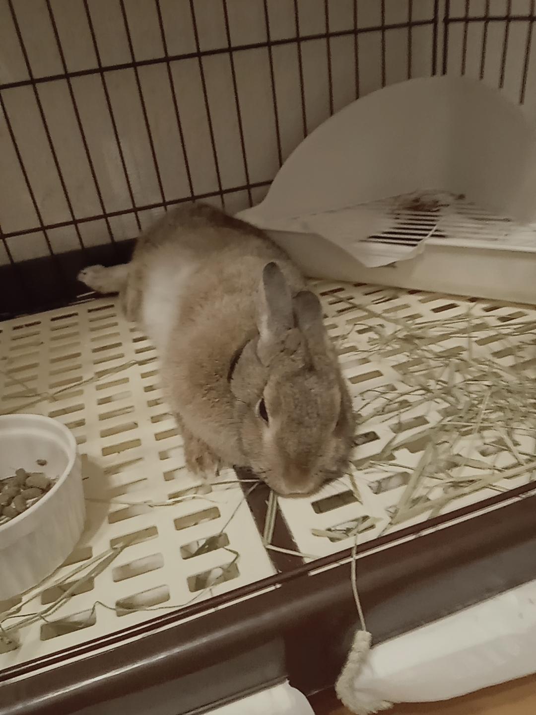 <img class="emojione" alt="🐰" title=":rabbit:" src="https://fuzoku.jp/assets/img/emojione/1f430.png"/>🫠