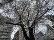 錦糸町の桜♡