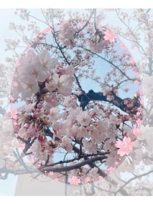 <img class="emojione" alt="🌸" title=":cherry_blossom:" src="https://fuzoku.jp/assets/img/emojione/1f338.png"/>会社近くの桜さん<img class="emojione" alt="🌸" title=":cherry_blossom:" src="https://fuzoku.jp/assets/img/emojione/1f338.png"/>