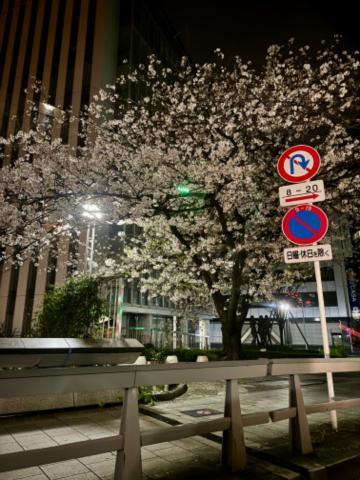 夜桜♥️
