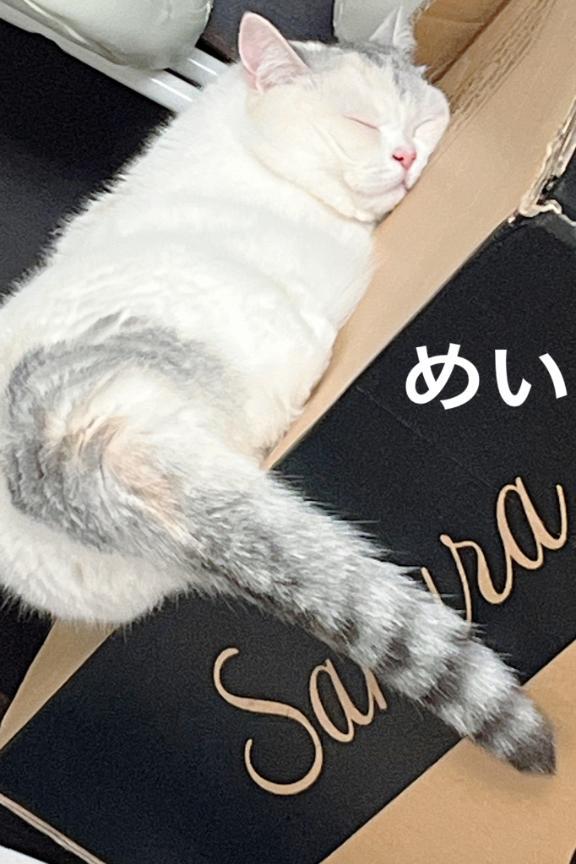 こんにちわ(*&acute;&forall;`*)ﾉ