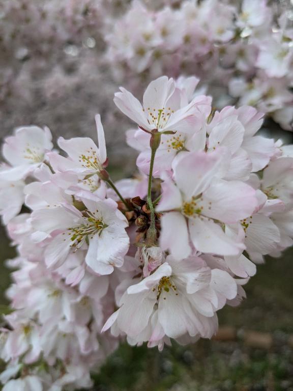 出勤<img class="emojione" alt="🌸" title=":cherry_blossom:" src="https://fuzoku.jp/assets/img/emojione/1f338.png"/>