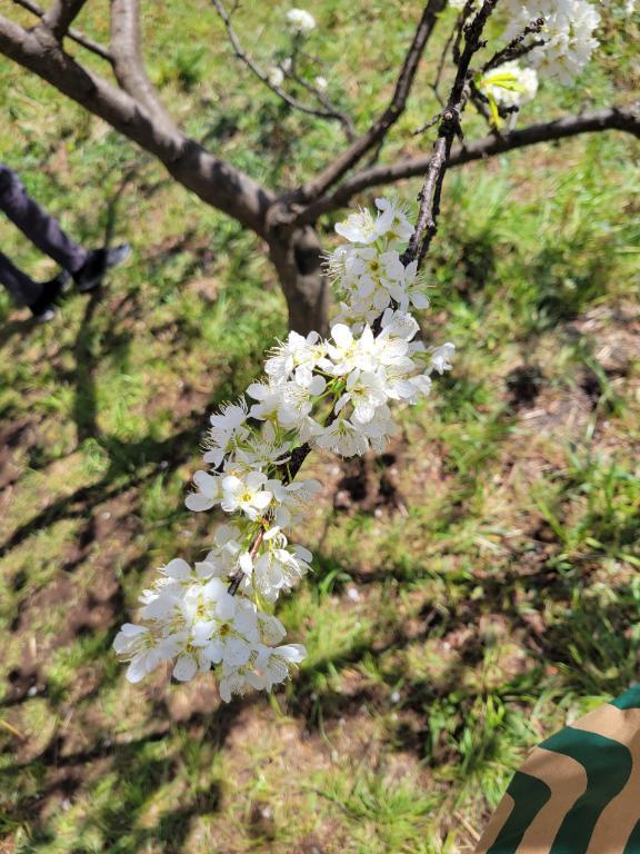 出勤<img class="emojione" alt="🌸" title=":cherry_blossom:" src="https://fuzoku.jp/assets/img/emojione/1f338.png"/>