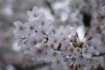 さくら<img class="emojione" alt="🌸" title=":cherry_blossom:" src="https://fuzoku.jp/assets/img/emojione/1f338.png"/>