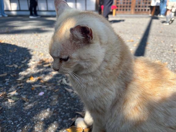 <img class="emojione" alt="🙇" title=":person_bowing:" src="https://fuzoku.jp/assets/img/emojione/1f647.png"/>‍<img class="emojione" alt="♂️" title=":male_sign:" src="https://fuzoku.jp/assets/img/emojione/2642.png"/>