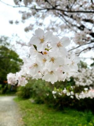 花の雨<img class="emojione" alt="🌸" title=":cherry_blossom:" src="https://fuzoku.jp/assets/img/emojione/1f338.png"/>