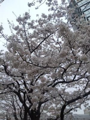 サクラが満開<img class="emojione" alt="🌸" title=":cherry_blossom:" src="https://fuzoku.jp/assets/img/emojione/1f338.png"/>