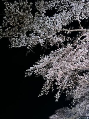 出勤<img class="emojione" alt="🌸" title=":cherry_blossom:" src="https://fuzoku.jp/assets/img/emojione/1f338.png"/>