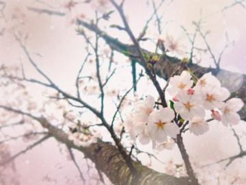 春らしい気温に<img class="emojione" alt="🌸" title=":cherry_blossom:" src="https://fuzoku.jp/assets/img/emojione/1f338.png"/>