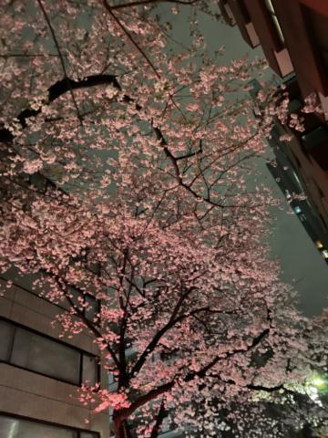 夜桜咲いてます。