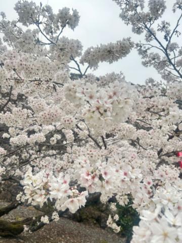春ですね<img class="emojione" alt="🌸" title=":cherry_blossom:" src="https://fuzoku.jp/assets/img/emojione/1f338.png"/>