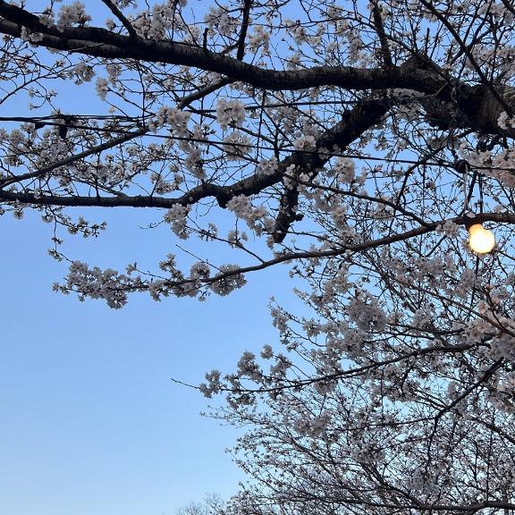 明日から<img class="emojione" alt="😉" title=":wink:" src="https://fuzoku.jp/assets/img/emojione/1f609.png"/><img class="emojione" alt="✌🏻" title=":v_tone1:" src="https://fuzoku.jp/assets/img/emojione/270c-1f3fb.png"/>️