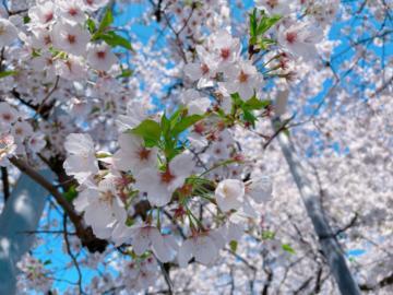 お花見<img class="emojione" alt="🌸" title=":cherry_blossom:" src="https://fuzoku.jp/assets/img/emojione/1f338.png"/>