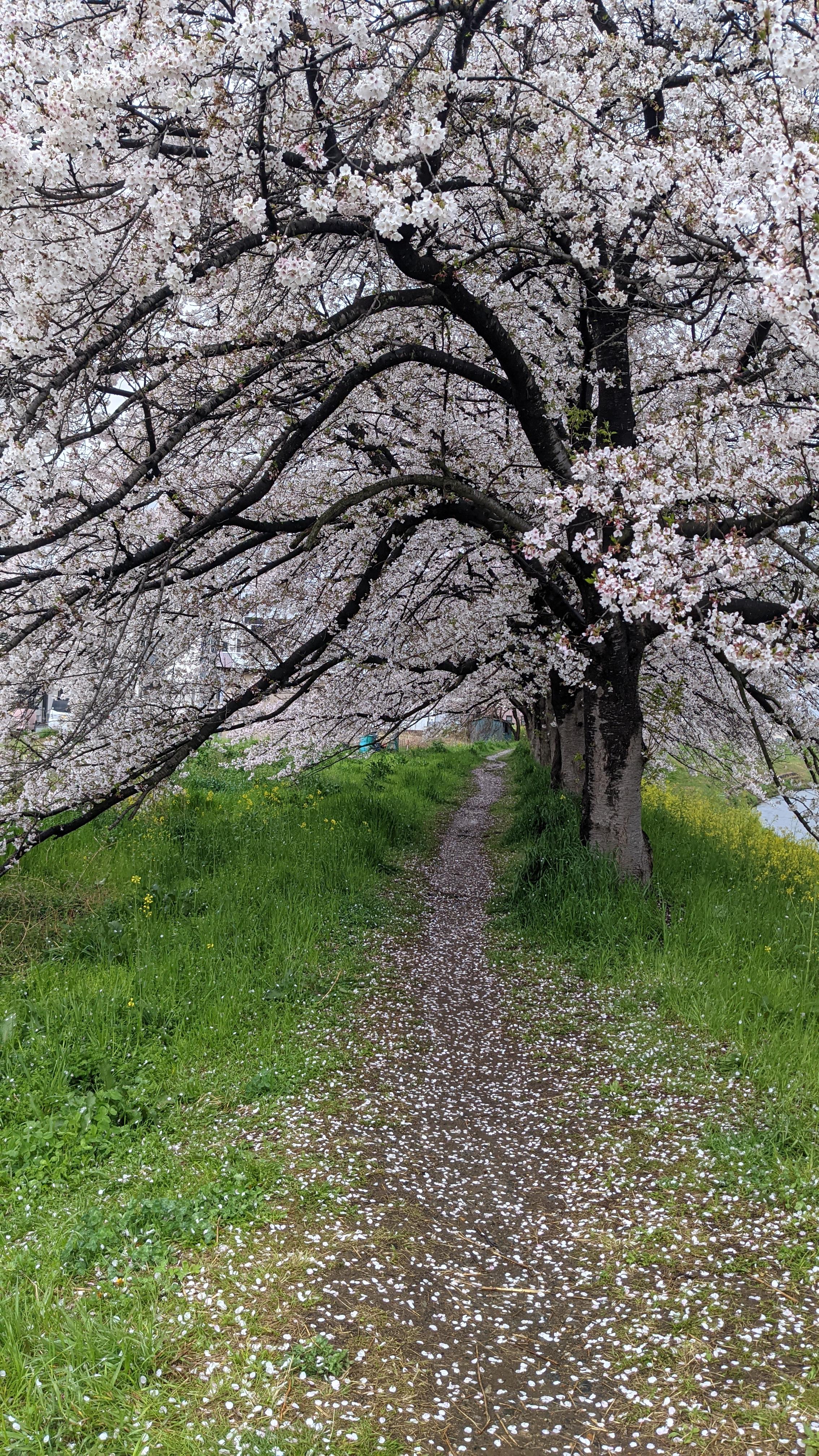 駅弁初めて、買ってみた。