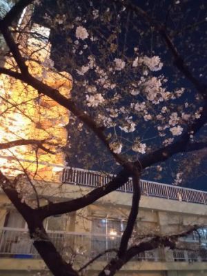 桜咲いてた<img class="emojione" alt="🌸" title=":cherry_blossom:" src="https://fuzoku.jp/assets/img/emojione/1f338.png"/>