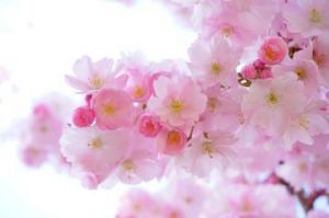 桜<img class="emojione" alt="🌸" title=":cherry_blossom:" src="https://fuzoku.jp/assets/img/emojione/1f338.png"/>