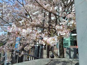 やっぱり大岡川の桜