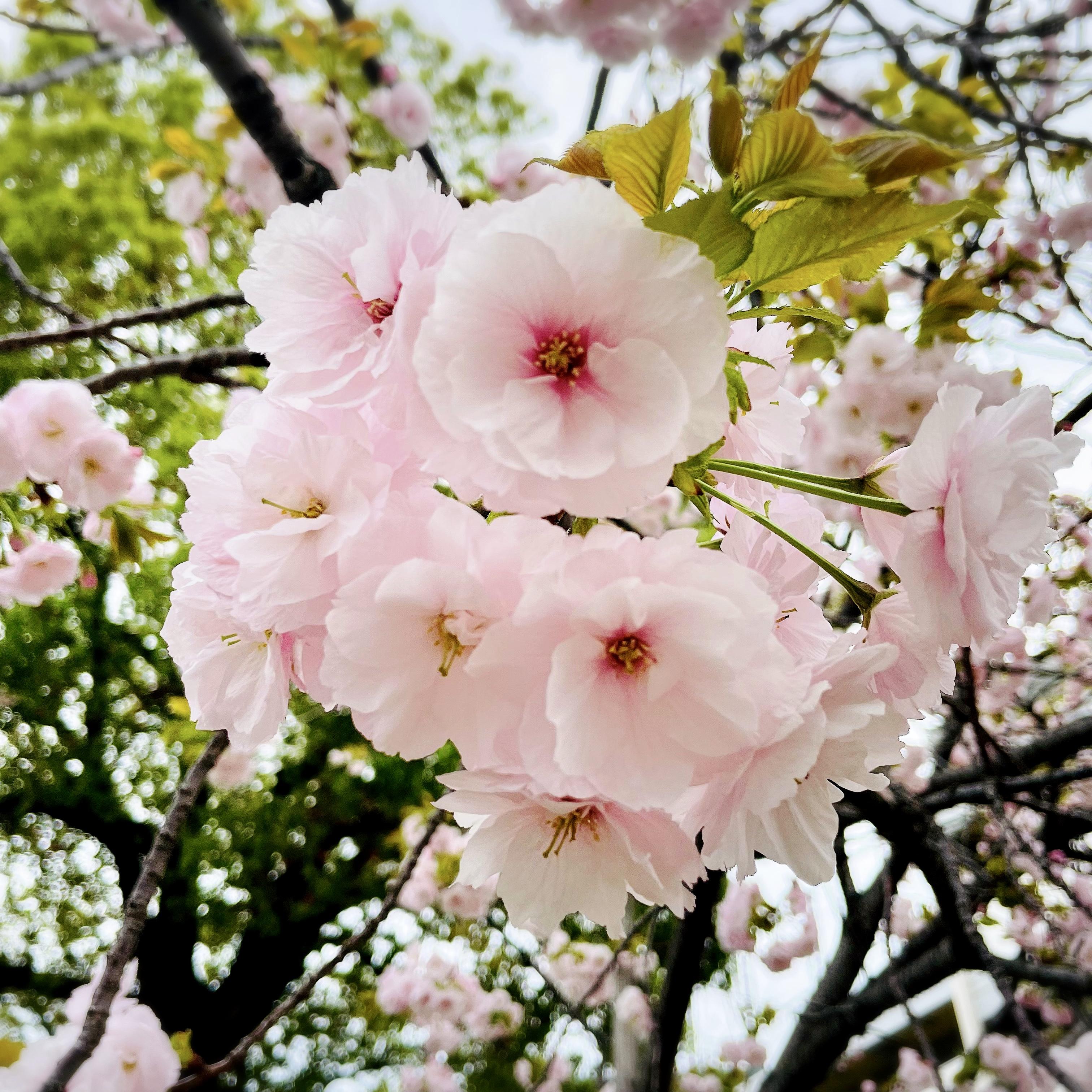 <img class="emojione" alt="🌸" title=":cherry_blossom:" src="https://fuzoku.jp/assets/img/emojione/1f338.png"/>
