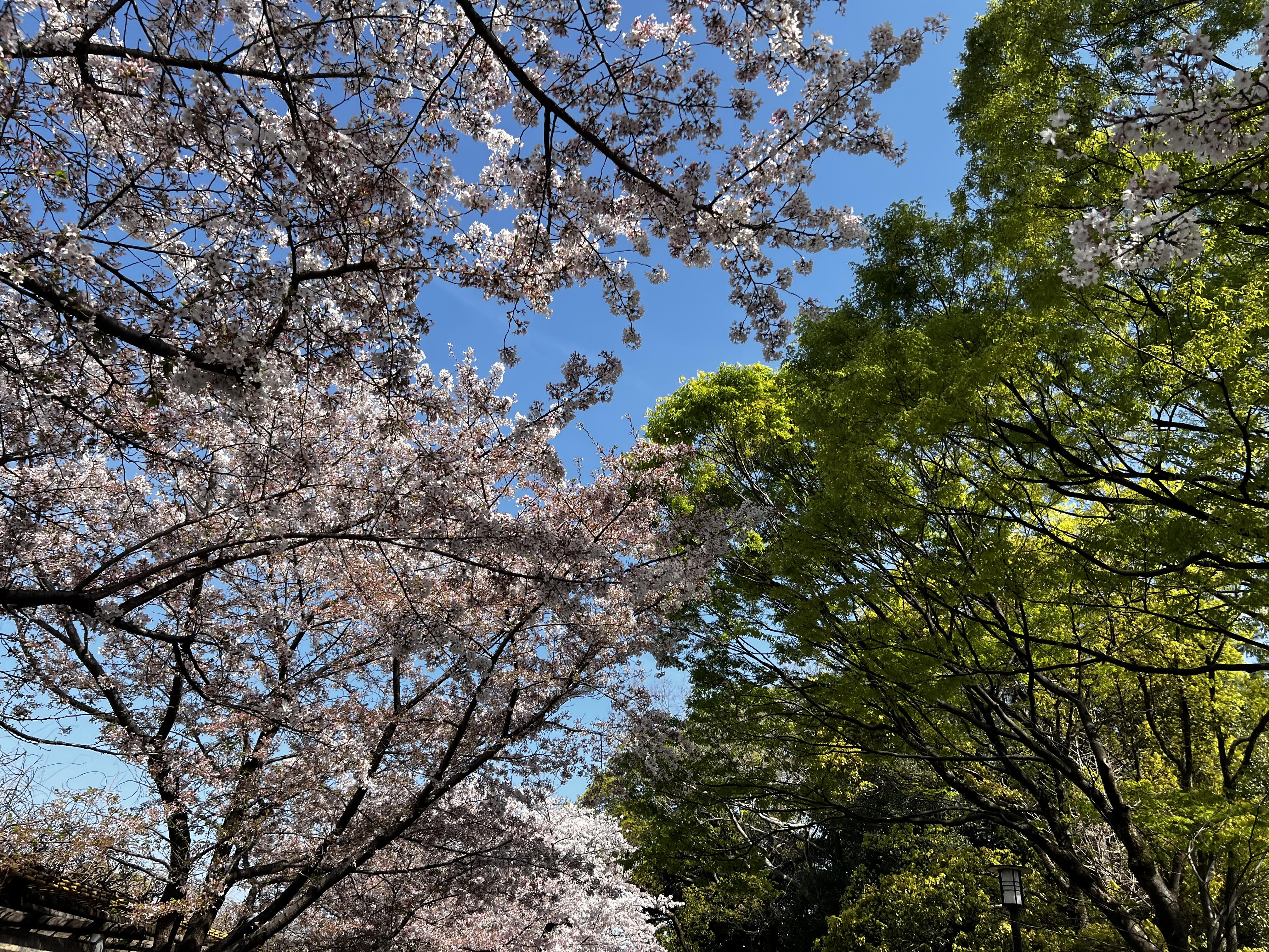 今月の出勤について