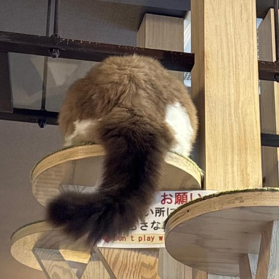 犬派？猫派？