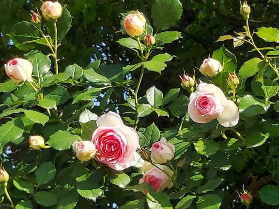 ありがとう(*´∇｀)