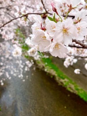 桜も<img class="emojione" alt="🌸" title=":cherry_blossom:" src="https://fuzoku.jp/assets/img/emojione/1f338.png"/>