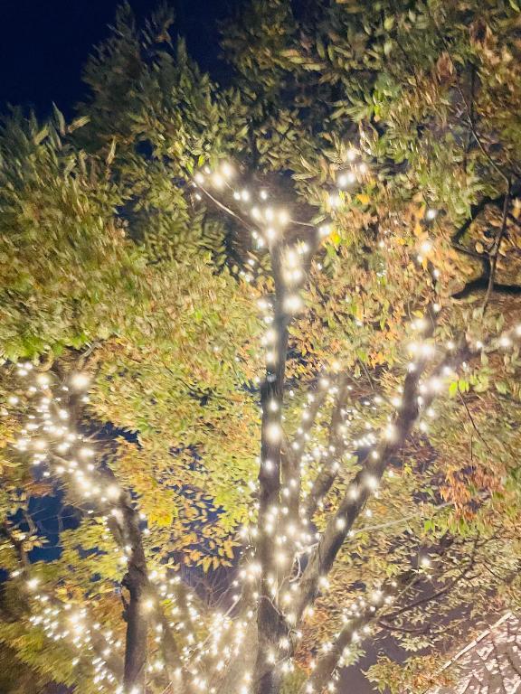 <img class="emojione" alt="🌲" title=":evergreen_tree:" src="https://fuzoku.jp/assets/img/emojione/1f332.png"/><img class="emojione" alt="✨" title=":sparkles:" src="https://fuzoku.jp/assets/img/emojione/2728.png"/>