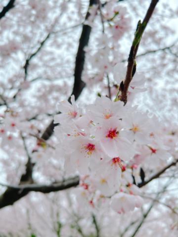 桜咲く<img class="emojione" alt="🌸" title=":cherry_blossom:" src="https://fuzoku.jp/assets/img/emojione/1f338.png"/>