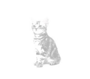 <img class="emojione" alt="🐱" title=":cat:" src="https://fuzoku.jp/assets/img/emojione/1f431.png"/>