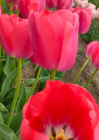春<img class="emojione" alt="🌷" title=":tulip:" src="https://fuzoku.jp/assets/img/emojione/1f337.png"/>