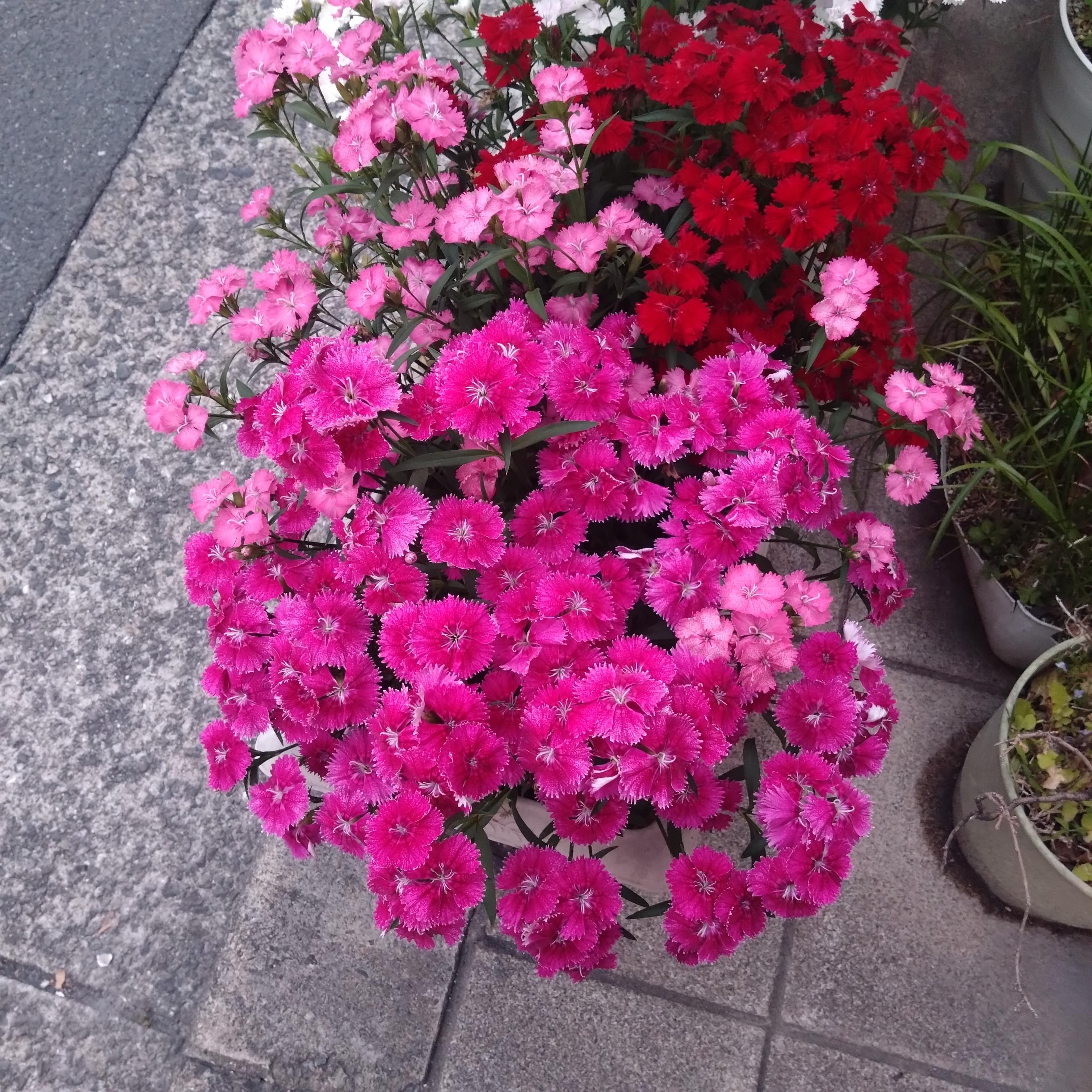 ありがとう。