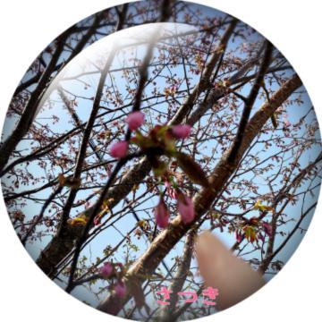 開花宣言<img class="emojione" alt="🌸" title=":cherry_blossom:" src="https://fuzoku.jp/assets/img/emojione/1f338.png"/>？!