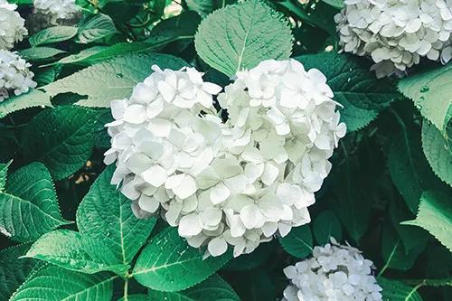 次回の出勤日<img class="emojione" alt="🎀" title=":ribbon:" src="https://fuzoku.jp/assets/img/emojione/1f380.png"/>