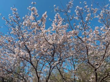 桜〜(*´˘`*)