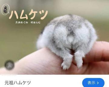 ハムケツとは