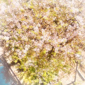 葉桜...