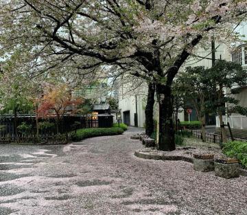 先日はありがとうございます&都内の桜