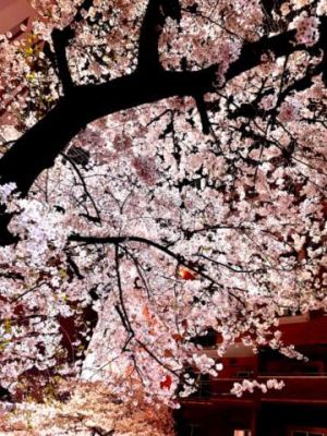 ありがと<img class="emojione" alt="🌸" title=":cherry_blossom:" src="https://fuzoku.jp/assets/img/emojione/1f338.png"/>