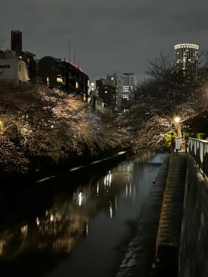桜が綺麗でした<img class="emojione" alt="🌸" title=":cherry_blossom:" src="https://fuzoku.jp/assets/img/emojione/1f338.png"/>