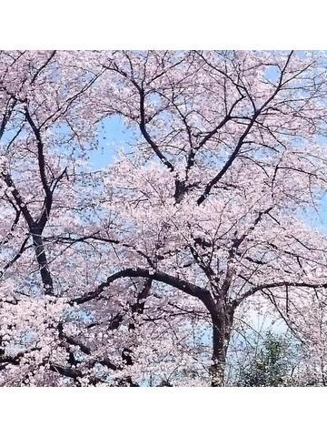 桜満開<img class="emojione" alt="🌸" title=":cherry_blossom:" src="https://fuzoku.jp/assets/img/emojione/1f338.png"/>