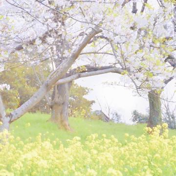 おすそわけ<img class="emojione" alt="🌸" title=":cherry_blossom:" src="https://fuzoku.jp/assets/img/emojione/1f338.png"/>