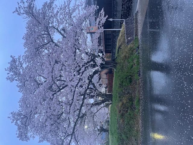 桜撮りました^ ^