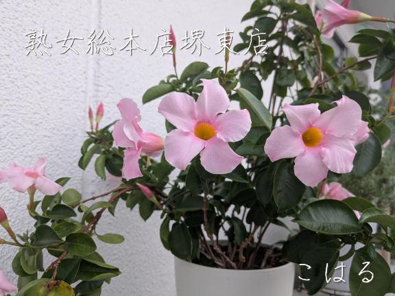 本日もよろしくお願いします<img class="emojione" alt="✨" title=":sparkles:" src="https://fuzoku.jp/assets/img/emojione/2728.png"/><img class="emojione" alt="💖" title=":sparkling_heart:" src="https://fuzoku.jp/assets/img/emojione/1f496.png"/>