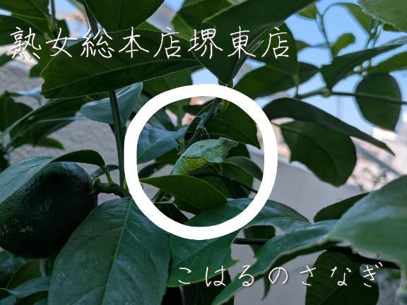 こはるのサナギの旅立ち<img class="emojione" alt="✨" title=":sparkles:" src="https://fuzoku.jp/assets/img/emojione/2728.png"/><img class="emojione" alt="💖" title=":sparkling_heart:" src="https://fuzoku.jp/assets/img/emojione/1f496.png"/>