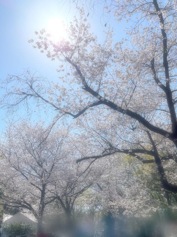 お花見<img class="emojione" alt="🌸" title=":cherry_blossom:" src="https://fuzoku.jp/assets/img/emojione/1f338.png"/>